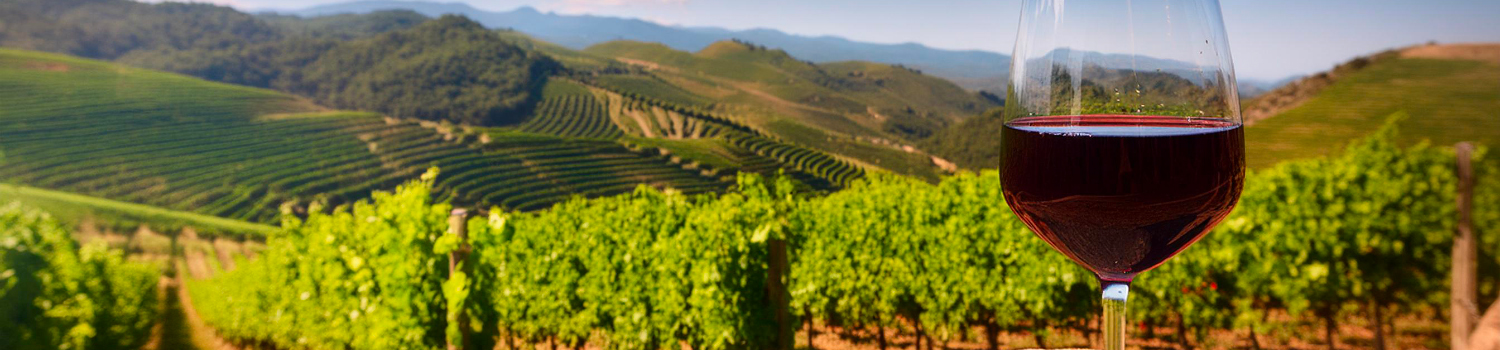 sklenice na Syrah